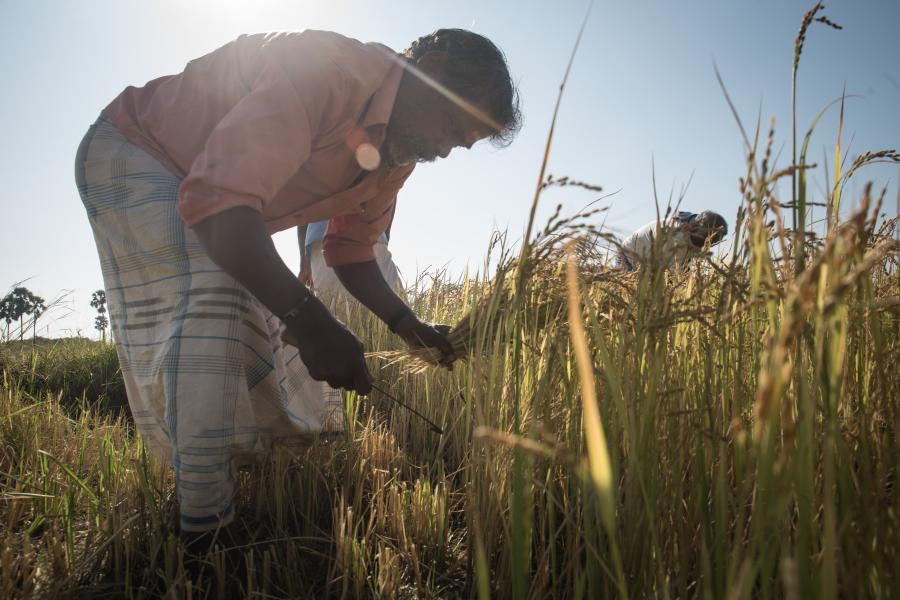 Sri Lankan paddy farmers harvesting rice